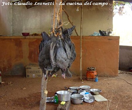caccia pitone cameroun