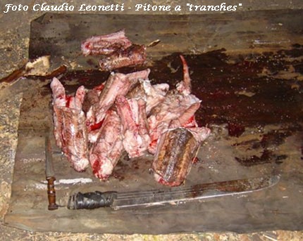 caccia pitone cameroun