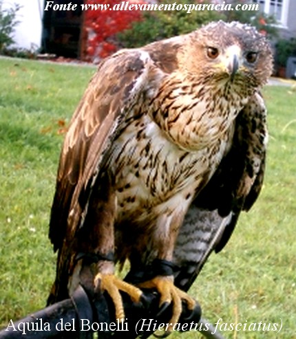 Aquila del Bonelli - Sparacia