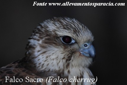 Falco Sacro - Sparacia