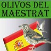 CON OLIVOS DEL MAESTRAT A TORDI IN SPAGNA!
