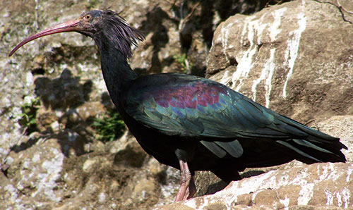 ibis eremita caccia veneto bracconaggio berlato zanoni