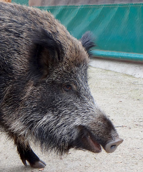 caccia cinghiale genova protocollo controllo