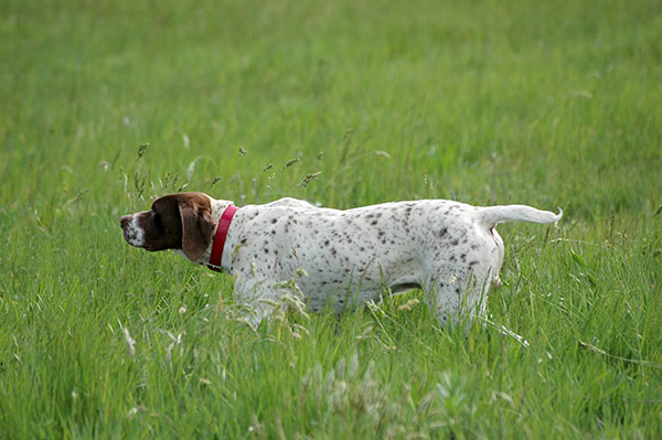 umbria zone addestramento cani demanio