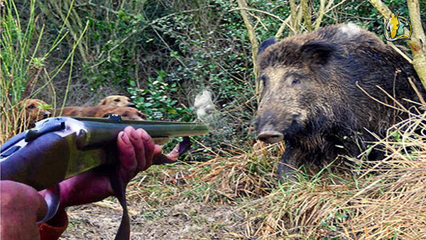 molise cinghiale caccia di pietro