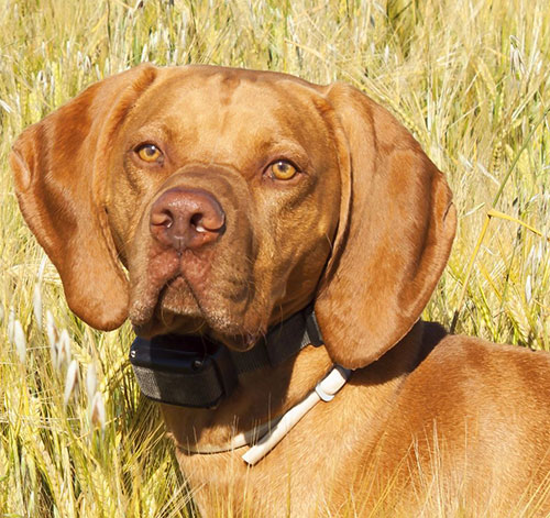 collare elettrico corte di cassazione caccia cane addestramento