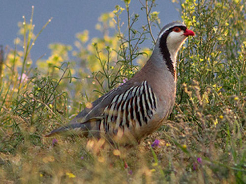 caccia valle di fiordimonte cinofilia ungulati selvaggina stanziale