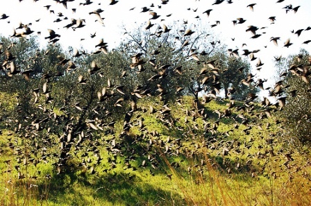 caccia deroga storno puglia wwf caccia deroga storno puglia wwf