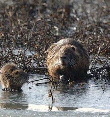 controllo faunistico caccia specie invasive legge controllo faunistico caccia specie invasive legge