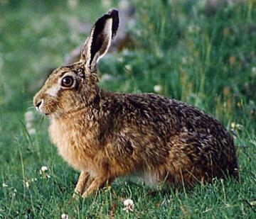 ispra monitoraggio fauna selvatica caccia cacciatori ispra monitoraggio fauna selvatica caccia cacciatori