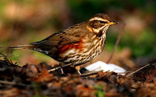 fucile combinato ad anima liscia caccia alla migratoria rizzini fucile combinato ad anima liscia caccia alla migratoria rizzini