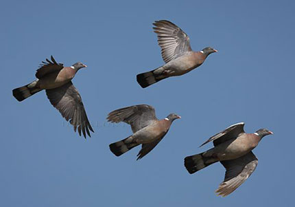 colombacci caccia edera monocanna pieghevole colombacci caccia edera monocanna pieghevole