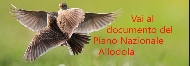 piano nazionale allodola gestione faunistica