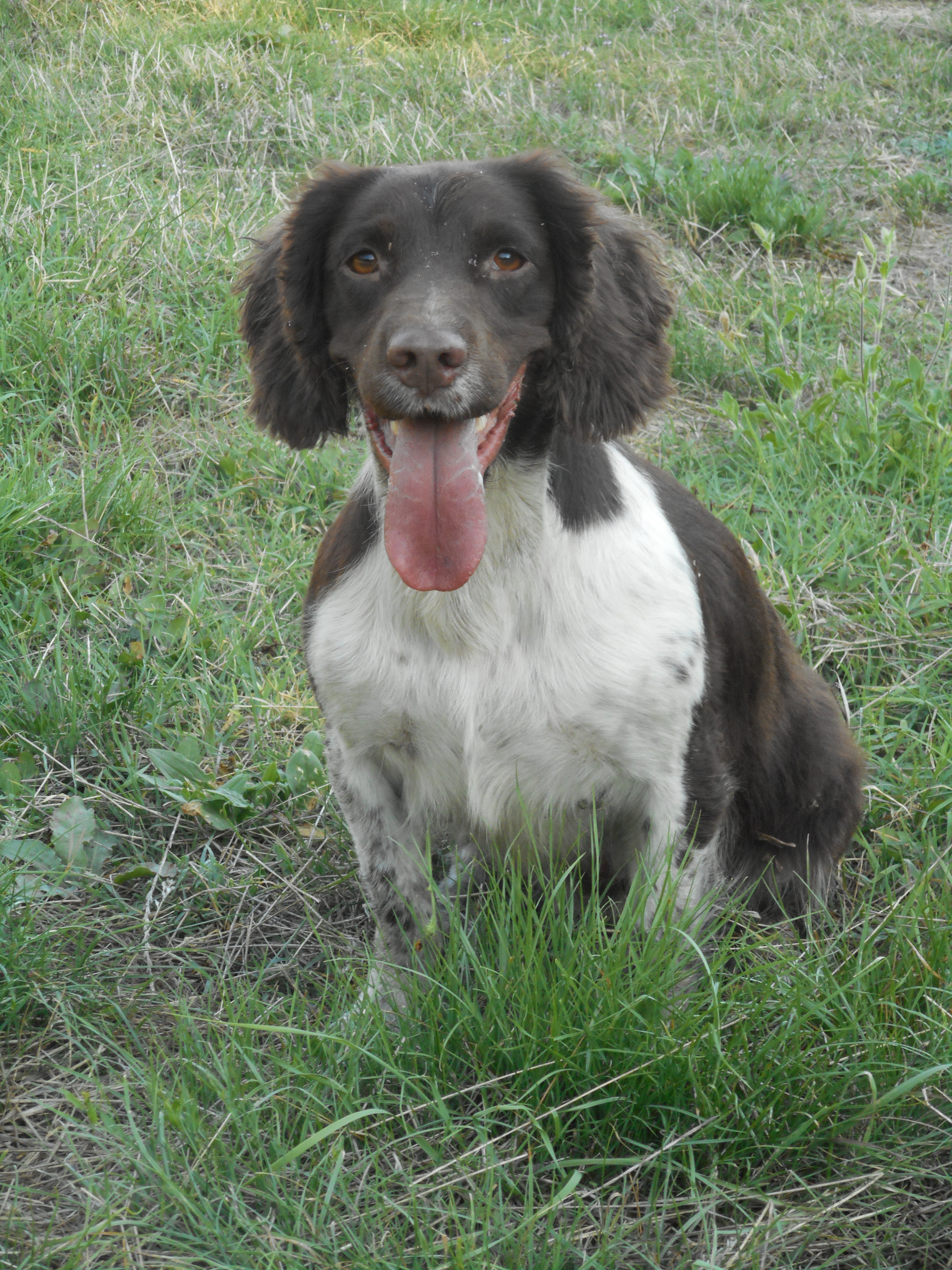 springer spaniel vladimiro palmieri
