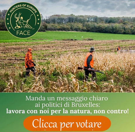 caccia