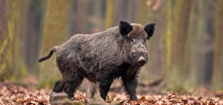 IN ABRUZZO HA INIZIO LA FILIERA DEL CINGHIALE