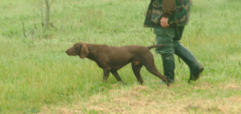 I NOSTRI CANI DA CACCIA ED IL CORONAVIRUS