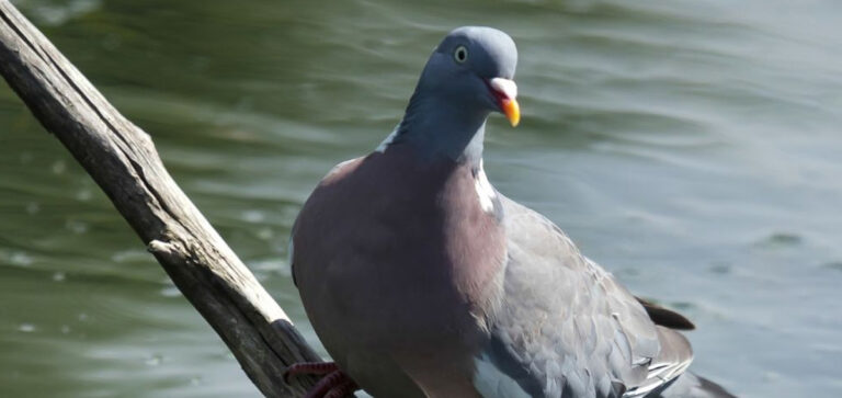 NESTING OF DOVE AND WOODPIGEON: THE FIRST RESULTS