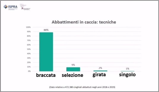 cinghiali comportamento sociale caccia in braccata