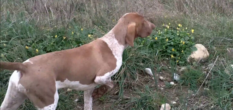 BRACCO ITALIANO …. L’ITALICO FERMATORE