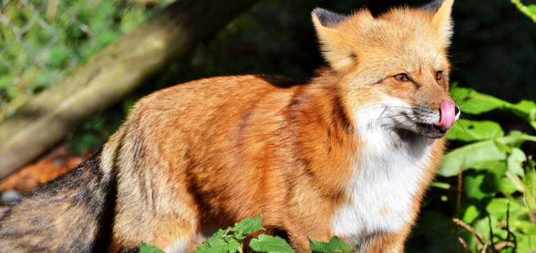 ALLARME CIMURRO PER I CANI IN FRIULI