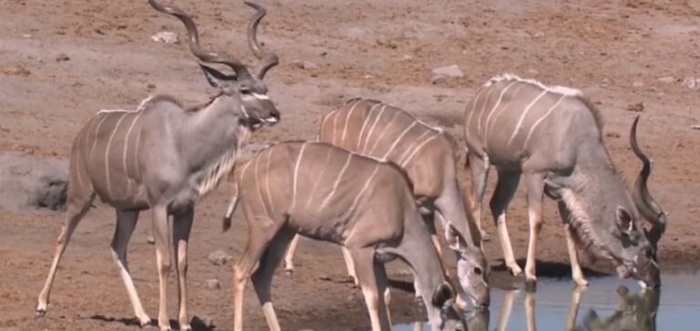 L’ABOLIZIONE DELLA CACCIA SPORTIVA NON PROTEGGE AFFATTO GLI ANIMALI