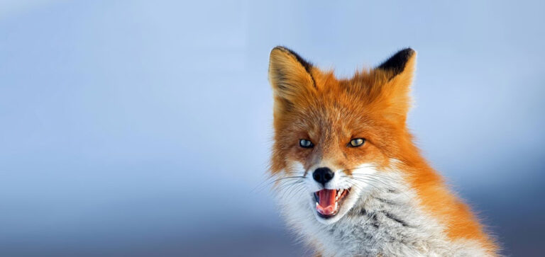 WWF ABRUZZO RICORRE SUL CALENDARIO VENATORIO