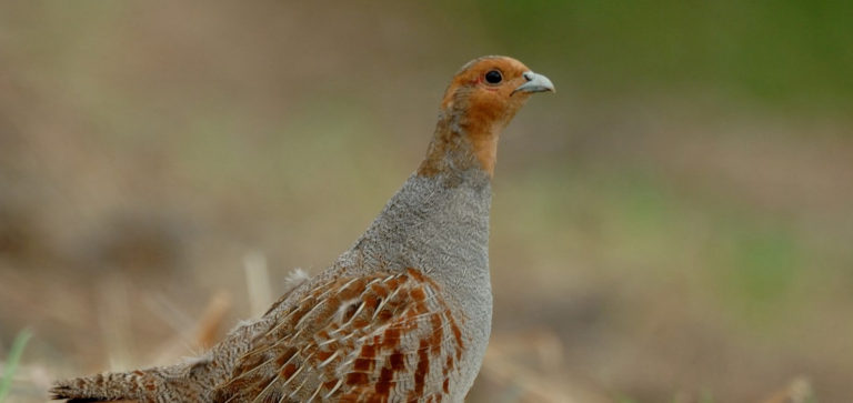 RILANCIARE LA PICCOLA SELVAGGINA STANZIALE