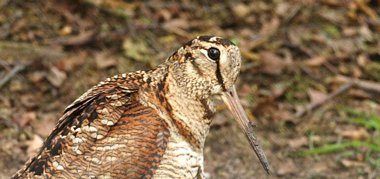 TOSCANA: IN GENNAIO STOP ALLA CACCIA PER 9 SPECIE