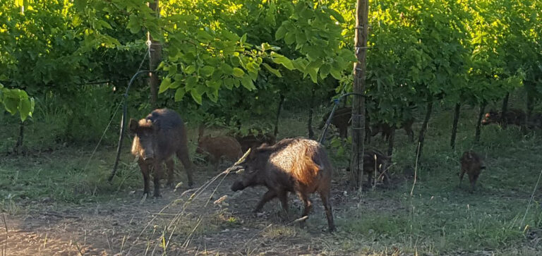 FEDERCACCIA AL FIANCO DEGLI AGRICOLTORI