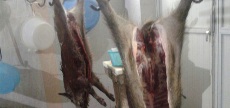 FROLLATURA DELLE CARNI DI SELVAGGINA