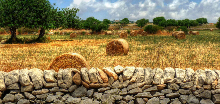 SICILIA: CRESCE IL PROGETTO LEPRE ITALICA