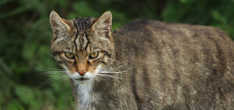 IL GATTO SELVATICO SUL MONTE BONDONE