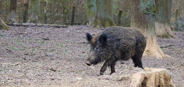 REPUBBLICA CECA: SANATA DALLA PESTE SUINA AFRICANA