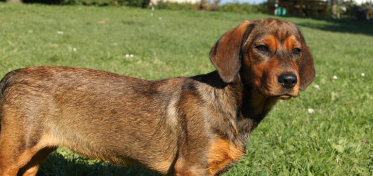 ENCI: BREVETTI CANI DA LAVORO SU CINGHIALE