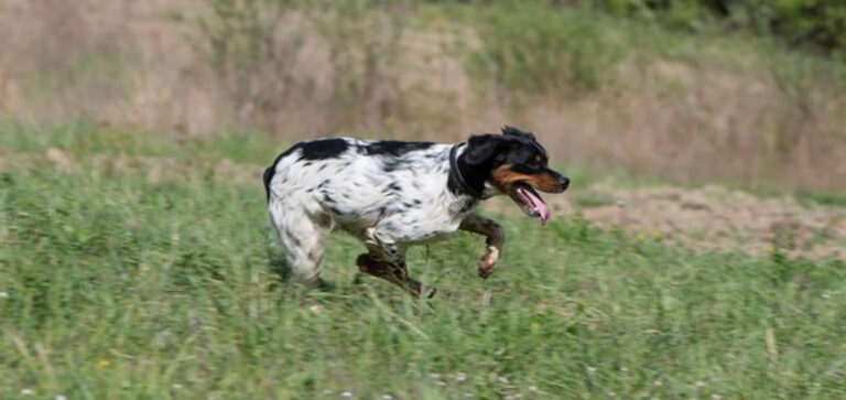 AGRITURISTICO VENATORIA BACIANO … SI CACCIA