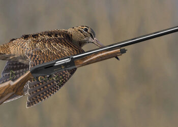BENELLI MONTEFELTRO BECCACCIA L’EVOLUZIONE DELLA SPECIE