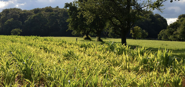 FACE ACCOGLIE CON FAVORE LA FARM TO FORK DELL’UNIONE EUROPEA