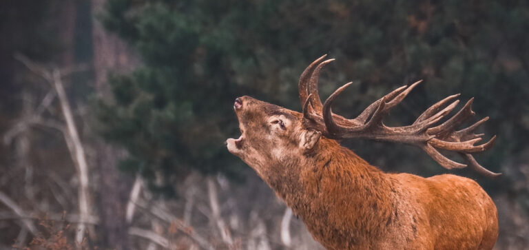 FORESTE CASENTINESI NIENTE CENSIMENTO CERVO AL BRAMITO