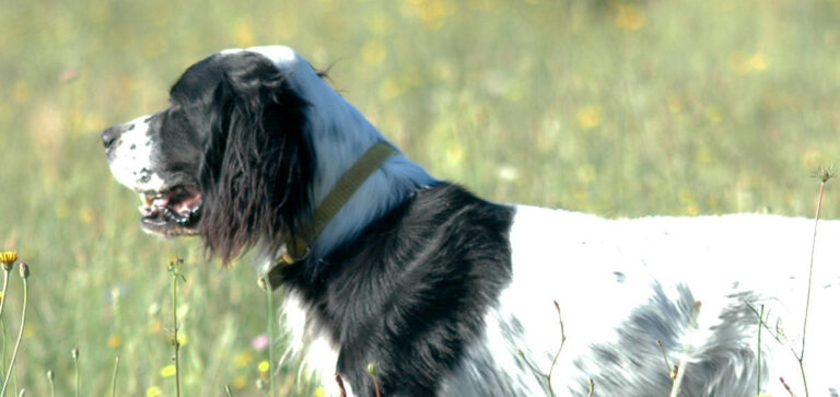 PRIME USCITE CON I CANI: PRUDENZA E DIVERTIMENTO
