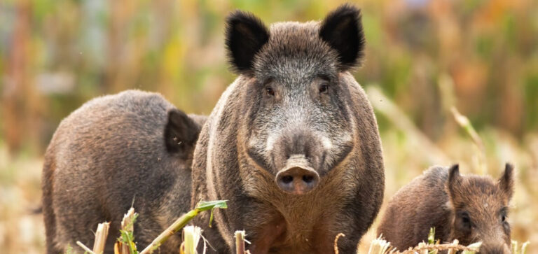 LEGGE DI BILANCIO A FAVORE DEGLI ABBATIMENTI. ANIMALISTI SUGLI SCUDI