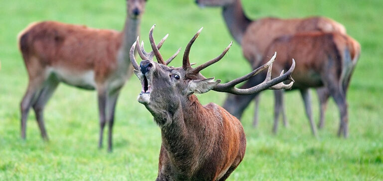 SLITTANO GLI ABBATTIMENTI DI CERVO NEL PARCO DELLO STELVIO