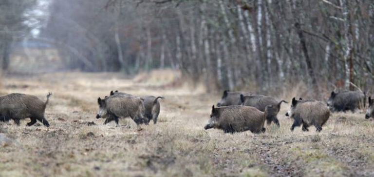 POLONIA E CONTROLLO DELLA PESTE SUINA AFRICANA