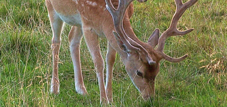 PARCO NAZIONALE DEL CIRCEO: MOLTI DAINI E DANNI AL PATRIMONIO VEGETALE