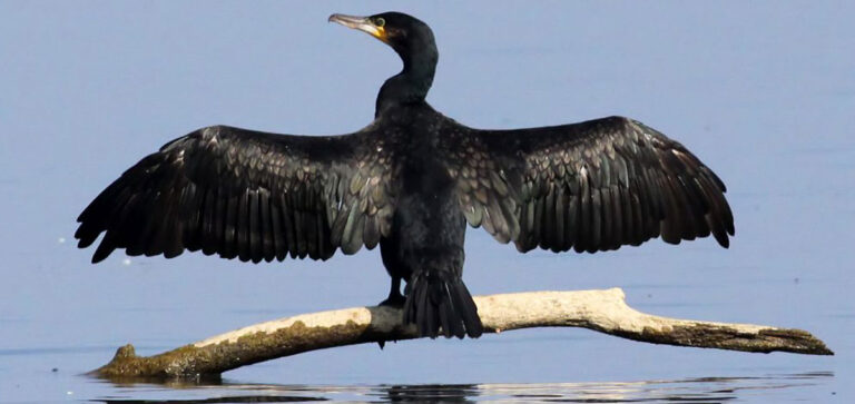 LOMBARDIA: OK PER ERADICAZIONE DI ALCUNE SPECIE