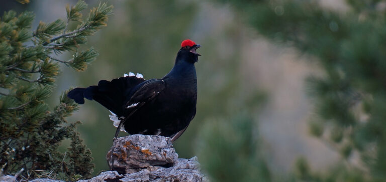 PIEMONTE SI CACCIA GALLO FORCELLO, COTURNICE E MORETTA