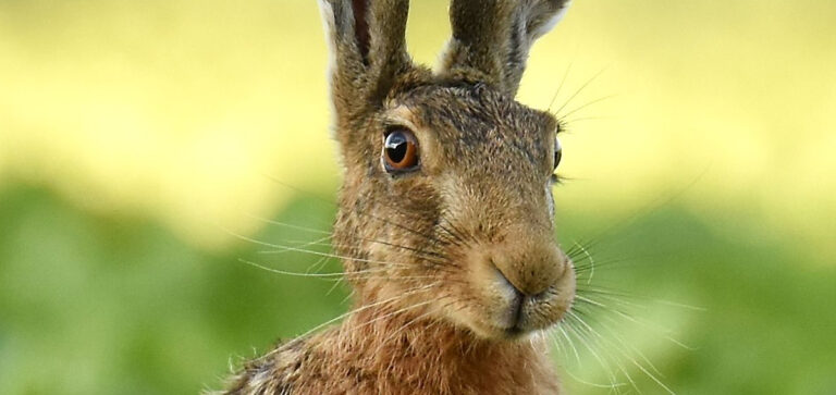 CONVEGNO SU GESTIONE FAUNA STANZIALE A BRINDISI