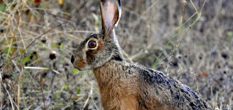 FEDERCACCIA STUDI E RICERCHE: PROTAGONISTA DELLA CONOSCENZA DELLA FAUNA SELVATICA