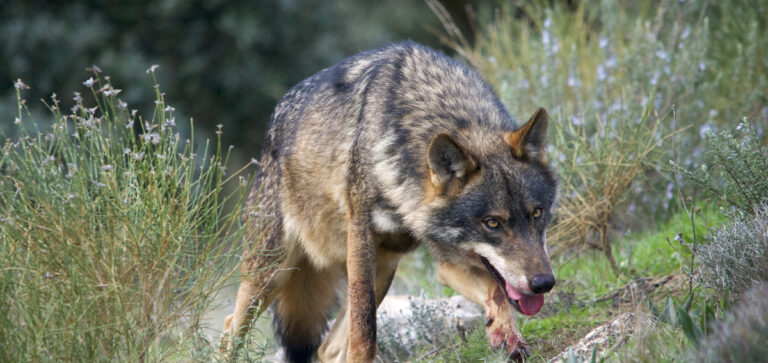 CACCIATRICI FEDERCACCIA: REPORT SULLA PREDAZIONE DEL LUPO SUI CANI