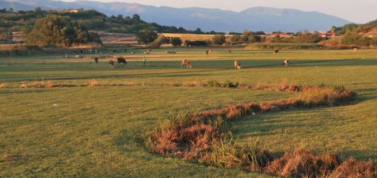 GRIVNA EMOZIONI IN CROAZIA CON BECCACCIA E QUAGLIA